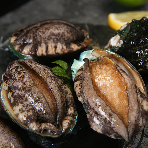 昆明店 包鲜活大连12#鲍鱼单只价 特级野生鲍贝九孔螺海鲜之首_7折